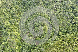 New Zealand Native Rainforest