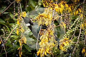 New Zealand native songbird the Tui in native kowhai tree sucking nectar from bright yellow spring flowers