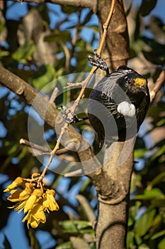 New Zealand native songbird the Tui in native kowhai tree sucking nectar from bright yellow spring flowers