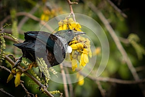 New Zealand native songbird the Tui in native kowhai tree sucking nectar from bright yellow spring flowers