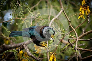 New Zealand native songbird the Tui in native kowhai tree sucking nectar from bright yellow spring flowers