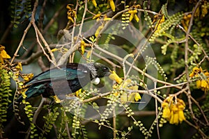 New Zealand native songbird the Tui in native kowhai tree sucking nectar from bright yellow spring flowers