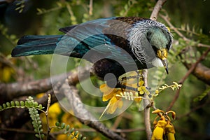 New Zealand native songbird the Tui in native kowhai tree sucking nectar from bright yellow spring flowers