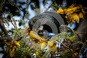 New Zealand native songbird the Tui in native kowhai tree sucking nectar from bright yellow spring flowers