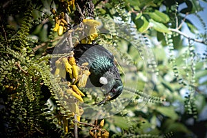 New Zealand native songbird the Tui in native kowhai tree sucking nectar from bright yellow spring flowers