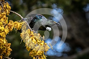 New Zealand native songbird the Tui in native kowhai tree sucking nectar from bright yellow spring flowers