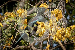 New Zealand native songbird the Tui in native kowhai tree sucking nectar from bright yellow spring flowers