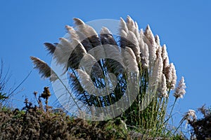 New Zealand native toe toe growing on a grassy bank