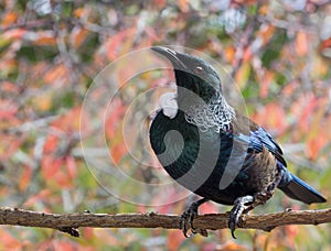 New Zealand native Tui bird with autumn bokeh leaves closeup