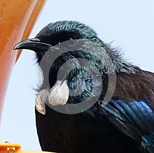 New Zealand native Tui bird close up head shot at bird feeder