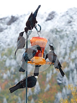 New Zealand native Tui birds on birdfeeder