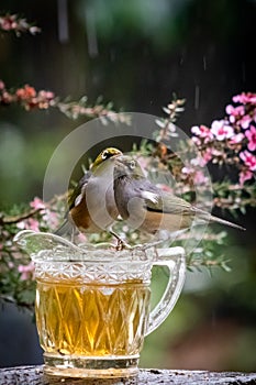 New Zealand native wax eye bird also known as silver eye or white eye