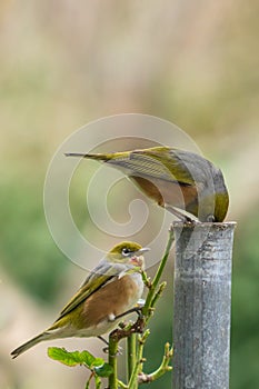 New Zealand native wax eye bird also known as silver eye or white eye