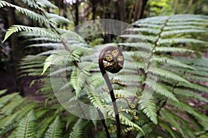 New Zealand Natives Plants and Trees