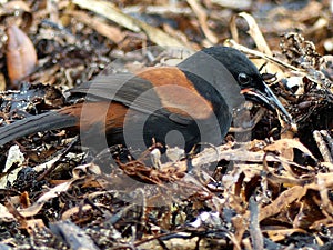 New Zealand North Island Saddleback - Tieke