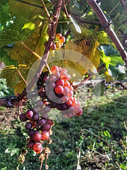 New Zealand, grapes picking in South Island.