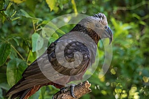 New Zealand Parrot Fluffing Head Feathers