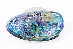 New Zealand Paua shell