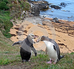 New Zealand Penguins