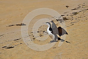 A New Zealand Pied Shag drying its plumage. New Zealand, Abel Tasman National Park