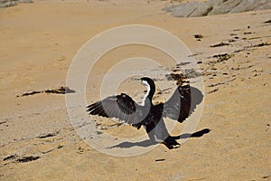 A New Zealand Pied Shag drying its plumage. New Zealand, Abel Tasman National Park