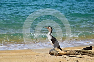 A New Zealand Pied Shag sitting on a branch on the beach. New Zealand, Abel Tasman National Park