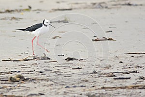 New Zealand Pied Stilt