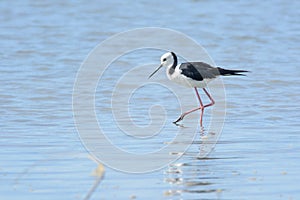 New Zealand Pied Stilt