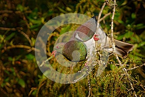 New Zealand pigeon - Hemiphaga novaeseelandiae - kereru sitting and feeding in the tree in New Zealand