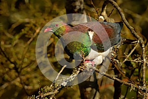 New Zealand pigeon - Hemiphaga novaeseelandiae - kereru sitting and feeding in the tree in New Zealand