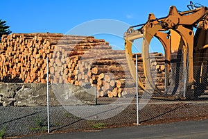 Stack of pine logs ready for export