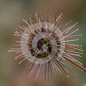 New Zealand Piripiri Acaena microphylla, spiky seed head in a close-up