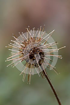 New Zealand Piripiri Acaena microphylla, spiky seed head in close-up