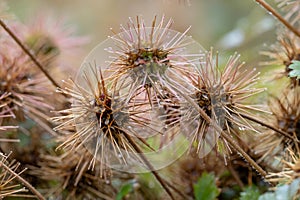 New Zealand Piripiri Acaena microphylla, spiky seed heads