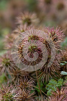 New Zealand Piripiri Acaena microphylla, spiky seed heads