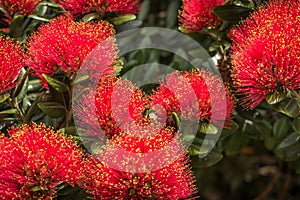 New Zealand Pohutukawa Flower Close Up