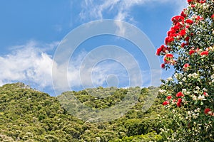 New Zealand pohutukawa tree with bright red flowers in bloom  rainforest and blue sky