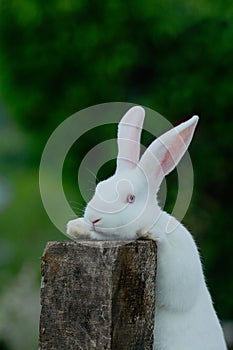 new zealand rabbit baby, new zealand little rabbit, rabbit in hand, cute new zealand rabbit