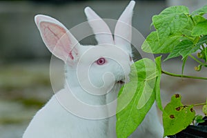 new zealand rabbit baby, new zealand little rabbit, rabbit in hand, cute new zealand rabbit