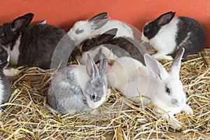 New Zealand Rabbit in a farm