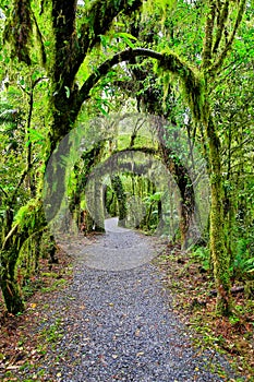 New Zealand rain forest in Westland National Park