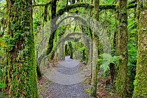 New Zealand rain forest in Westland National Park