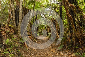 New Zealand Rainforest