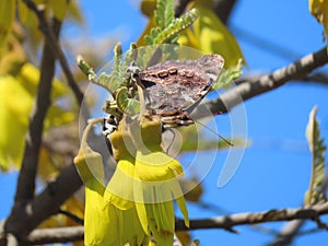 New Zealand red admiral, kahukura, looking up.