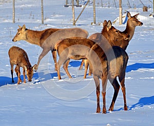 New Zealand red deer