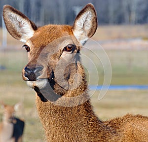 New Zealand red deer,