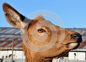 New Zealand red deer,