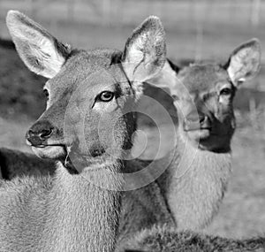 New Zealand red deer,