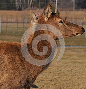 New Zealand red deer,