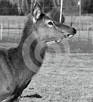 New Zealand red deer,